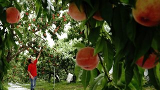 FDA Expands Recall Of Peaches Over Salmonella Outbreak