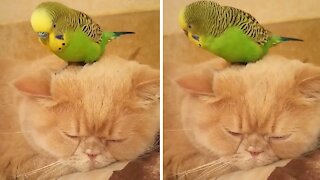 Parrot sits right on top of sleeping cat's head