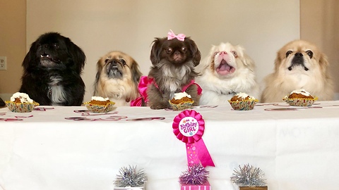 Rescue dog holds party for first "Gotcha Day" celebration