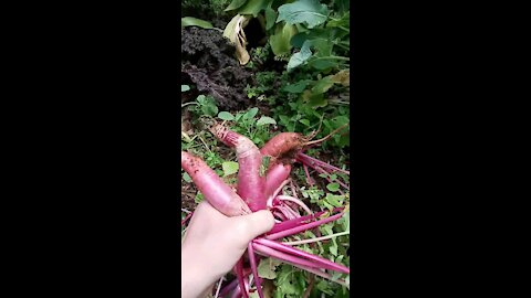 Harvesting forgotten radishes