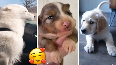 😇 Laugh non-stop with these funny dog 😹 - Funniest Dog Expression Video 😇 - Funny Dog Life