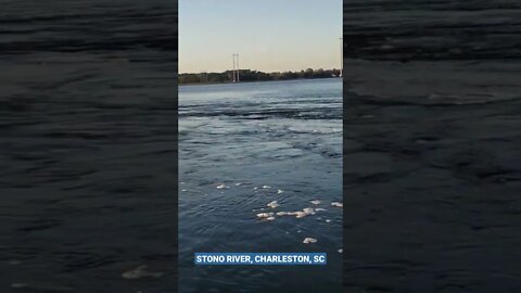 Charleston Stono River Tide Flowing Strong This Morning