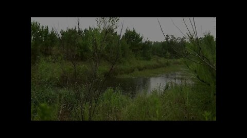 Gentle sounds of rain hitting the calm water of a forest pond. Perfect sounds for sleeping.