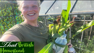 Dealing with pests and harvesting corn: Allotment Garden