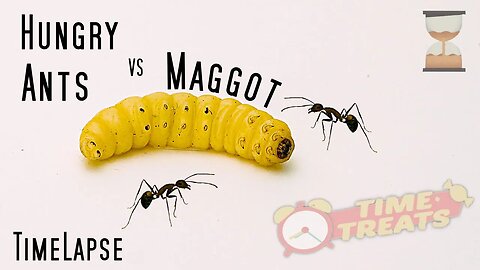 Hungry Ants vs Maggot - Time Lapse Insects