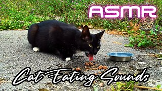 ASMR - Beautiful Feral Tuxedo Cat Eating Sounds