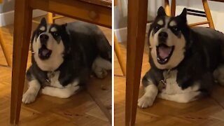 Husky actually sings 'Happy Birthday' in hysterical fashion