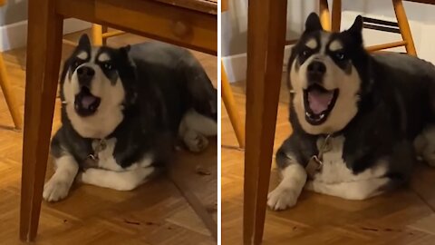 Husky actually sings 'Happy Birthday' in hysterical fashion