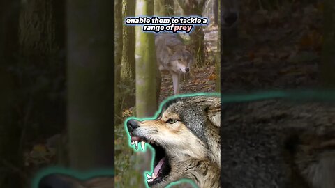 Wolf Apex Carnivores Animals | Top Predators | Part 4 of 4 #shorts #wolf
