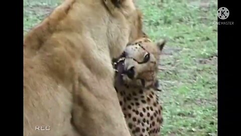 lioness kills adult male cheetah