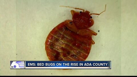 Bed Bugs on the rise in Ada County