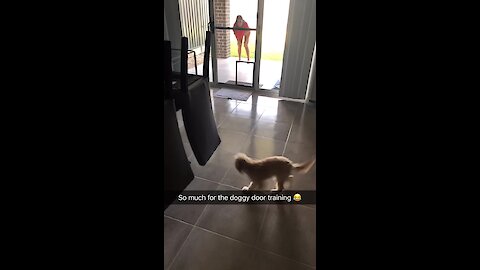 Puppy Runs Into Glass Instead Of Doggy Door