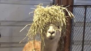 Un alpaca e la parrucca di fieno