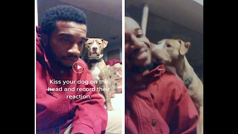 Kiss your dog on the head and record their reaction