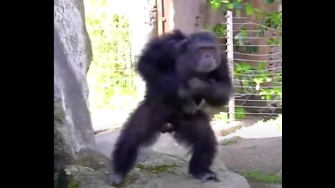 FUN WITH MONKEYS, FUN WITH ANIMALS | FUNNY MONKEYS, FUN WITH ANIMALS