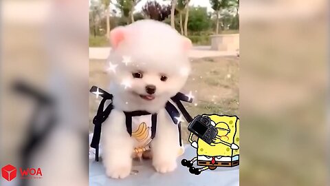 Funny Cats and Dogs Videos Videos 2024 Funniest Animal Wolfoo in Real Life - Woa Doodles