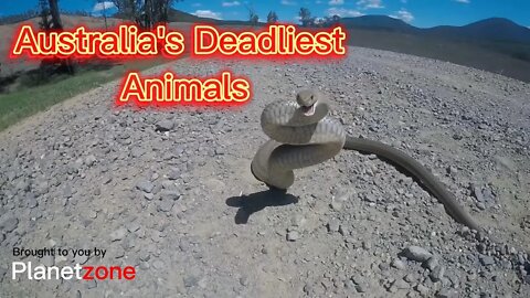 Australia's Most Deadly Animals