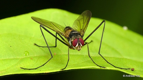 Long-legged Tachinid Fly from Ecuador