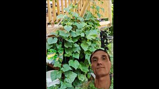 Hanging GARDEN finally gets real rain!!