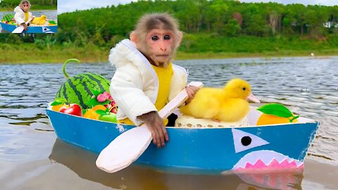 Monkey enjoy rowing boat to picnic with duckling