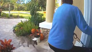 Scary! Rabid Bobcat Attacks Woman And Her Dog!!