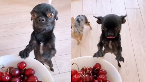 Chihuahua stands on hind legs as it eagerly waits to be fed