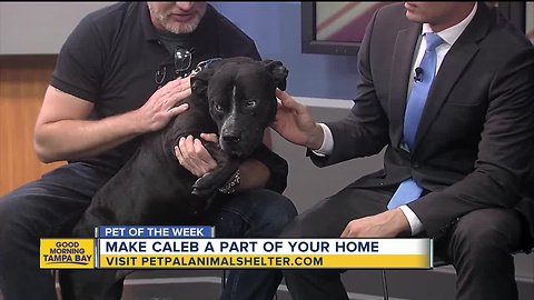 Pet of the week: 4-year-old Caleb is a distinguished gentleman looking for a loving family