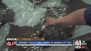 Stingray touch tank coming to Kansas City Zoo