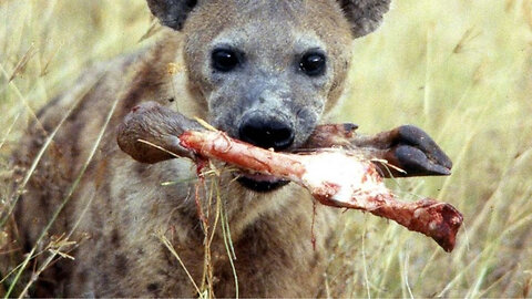 How Dangerous Is A Spotted Hyena Bite!