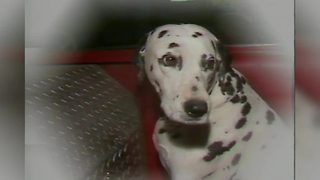 1983: Anderson fire dog retires