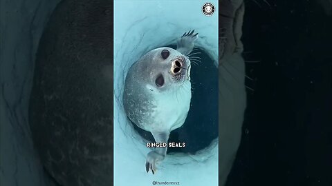 Ringed Seal 🦭 Smooshy Water Potato!