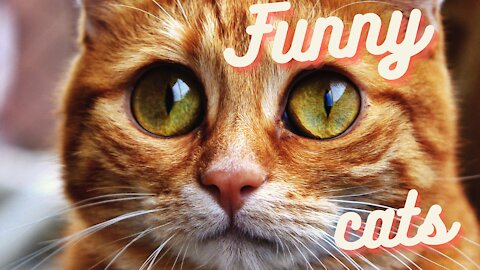 The Best Funny Cats videos 2021