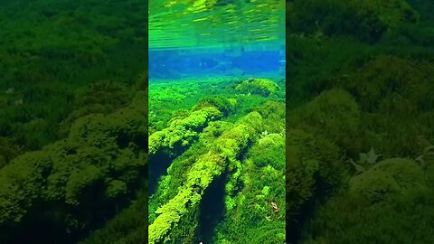 Beautiful aquatic forest 🌲🌲🌲 #shorts #fypシ