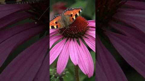 PURPLE CONEFLOWER: Echinacda purpurea, a classic addition to the pollinator garden.