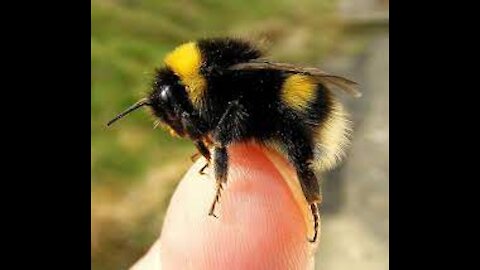 Cutest Bumblebees! Protect the insects that keep our planet beautiful.