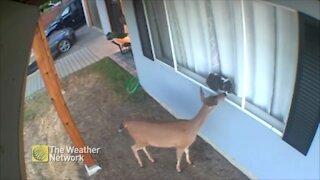 This curious deer and lounging cat make an adorable duo