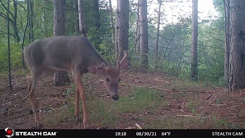 One Year of Trail Cam Footage in Northern Wisconsin