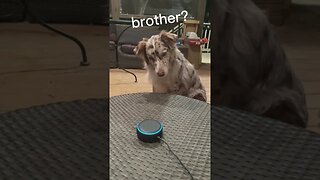 My Dog Reacts To Alexa