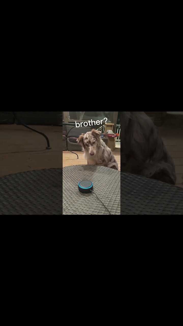 my-dog-reacts-to-alexa