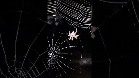 My spider friend, spinning another Web. I get a good close-up towards the end of the video. ￼