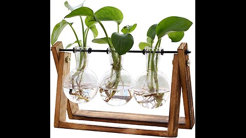 Flower Plant Terrarium with Wooden Stand