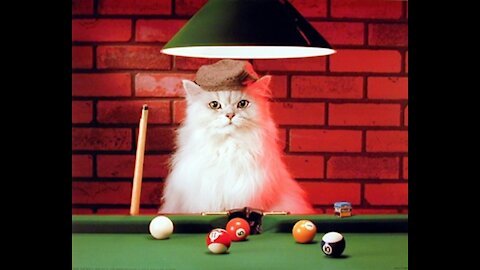 Cute Cat Playing Snooker with her owner