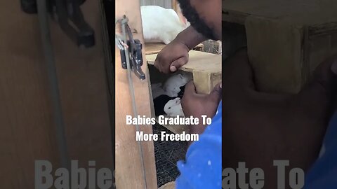 Week 3 Baby Bunnies Get More Freedom