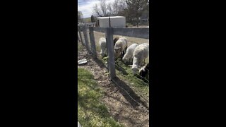 Sheep eating the fresh mow