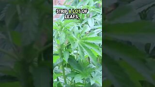 How To De-leaf