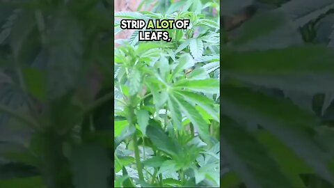 How To De-leaf