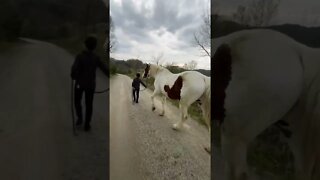 Little KID handles a horse 100 times Heavier then Him