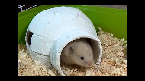 How to Make an Igloo House with Paper Mache Technique | DIY Hamster House