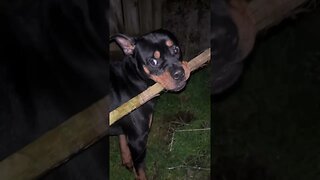 99.9% Cutest Rottweiler (must watch!) [4K] #shorts #short #viral #rottweiler #dog