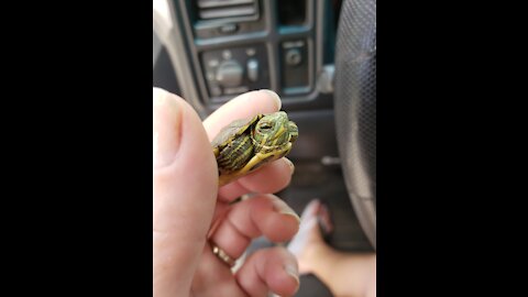 Strangled turtle rescue!!